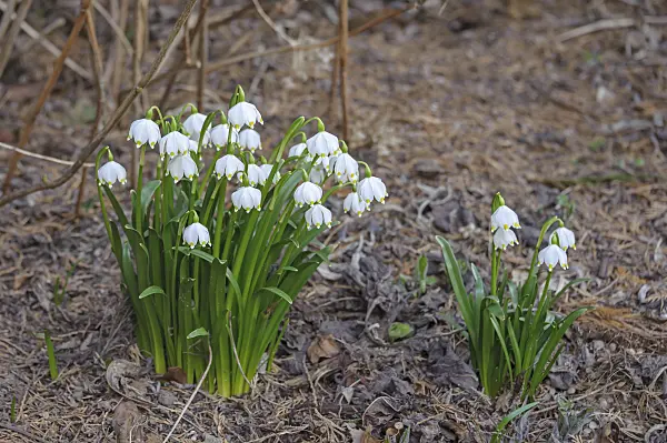 535411 - Spring snowflake (Leucojum vernum)