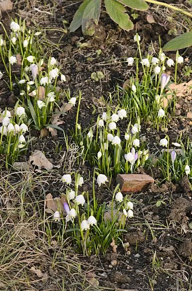 554008 - Spring snowflake (Leucojum vernum)
