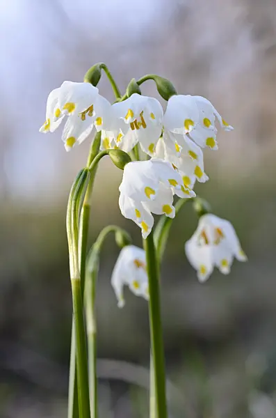 554047 - Spring snowflake (Leucojum vernum)