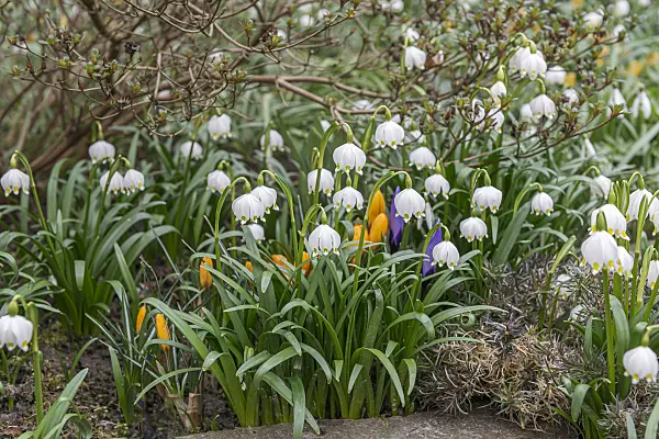 651363 - Spring snowflake (Leucojum vernum)