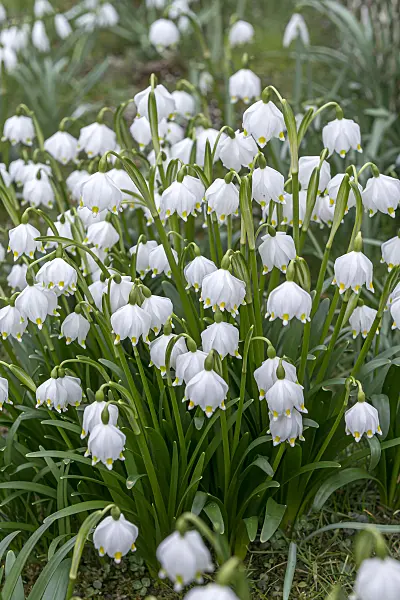 651364 - Spring snowflake (Leucojum vernum)