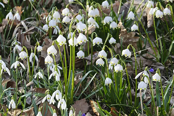 470034 - Spring snowflake (Leucojum vernum) and common snowdrop (Galanthus nivalis)