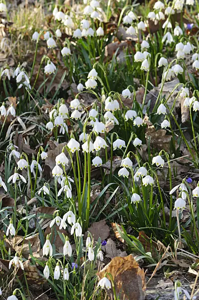 470035 - Spring snowflake (Leucojum vernum) and common snowdrop (Galanthus nivalis)