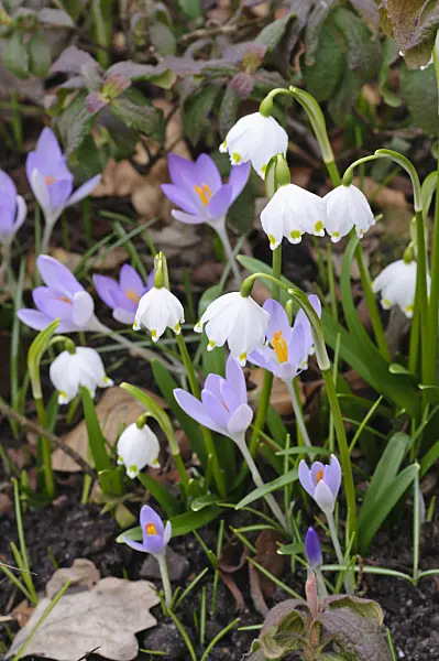 470027 - Spring snowflake (Leucojum vernum) and early crocus (Crocus tommasinianus)