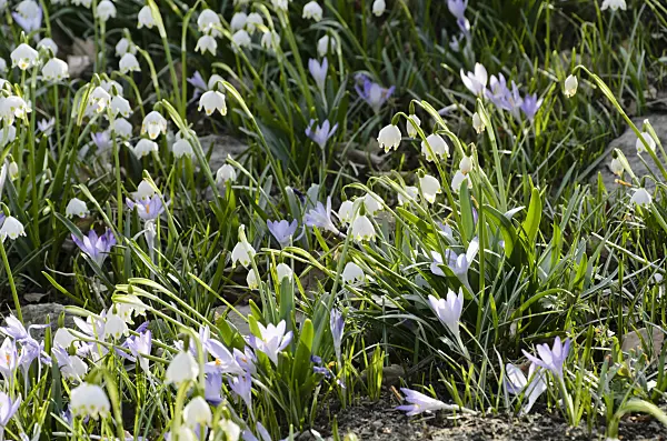 494094 - Spring snowflake (Leucojum vernum) and early crocus (Crocus tommasinianus)