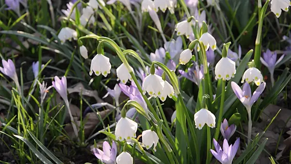 494120 - Spring snowflake (Leucojum vernum) and early crocus (Crocus tommasinianus)