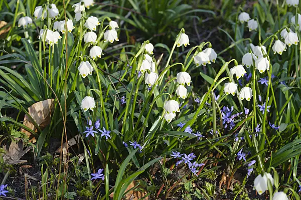 470037 - Spring snowflake (Leucojum vernum) and two-leaf squill (Scilla bifolia)