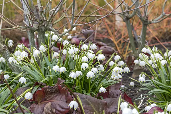 625245 - Spring snowflake (Leucojum vernum var. carpathicum)