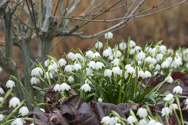625246 - Spring snowflake (Leucojum vernum var. carpathicum)