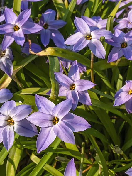 412016 - Spring starflower (Ipheion uniflorum)