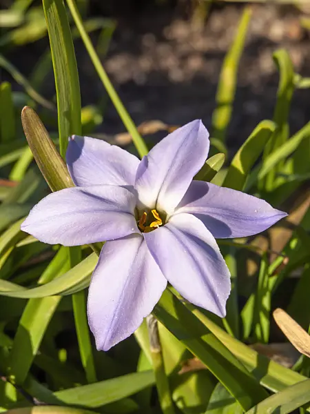424008 - Spring starflower (Ipheion uniflorum)