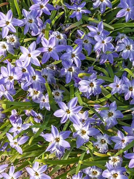 424121 - Spring starflower (Ipheion uniflorum)