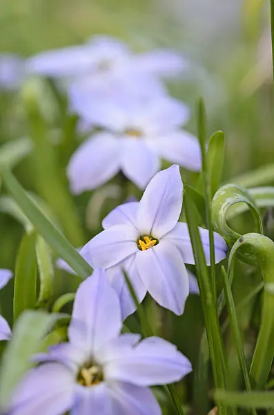 519079 - Spring starflower (Ipheion uniflorum)