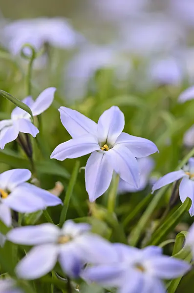 519080 - Spring starflower (Ipheion uniflorum)