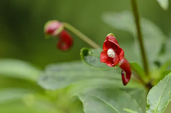 535169 - Springkraut (Impatiens eriosperma)