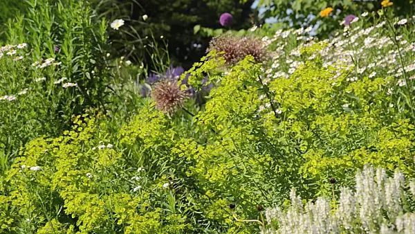 497243 - Spurge (Euphorbia)