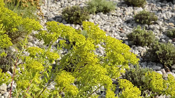 511017 - Spurge (Euphorbia)