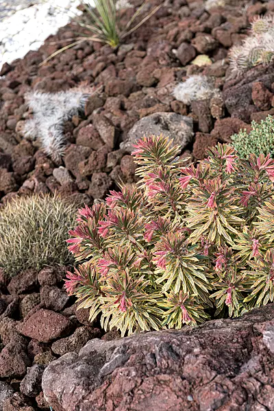 675030 - Spurge (Euphorbia amygdaloides 'Ascot Rainbow')