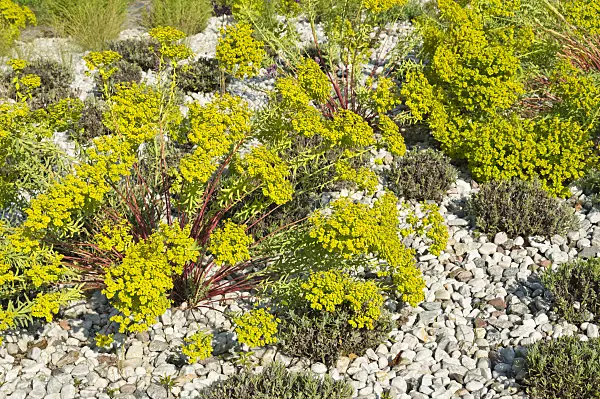 511001 - Spurge (Euphorbia) and common lavender (Lavandula angustifolia)