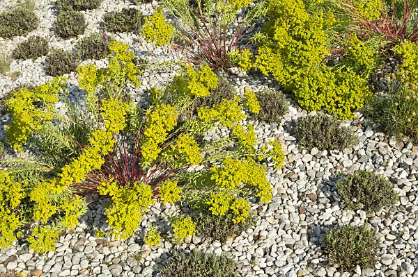 511002 - Spurge (Euphorbia) and common lavender (Lavandula angustifolia)