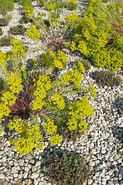 511003 - Spurge (Euphorbia) and common lavender (Lavandula angustifolia)