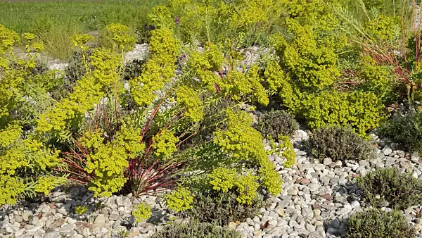 511015 - Spurge (Euphorbia) and common lavender (Lavandula angustifolia)