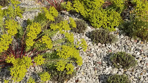 511016 - Spurge (Euphorbia) and common lavender (Lavandula angustifolia)