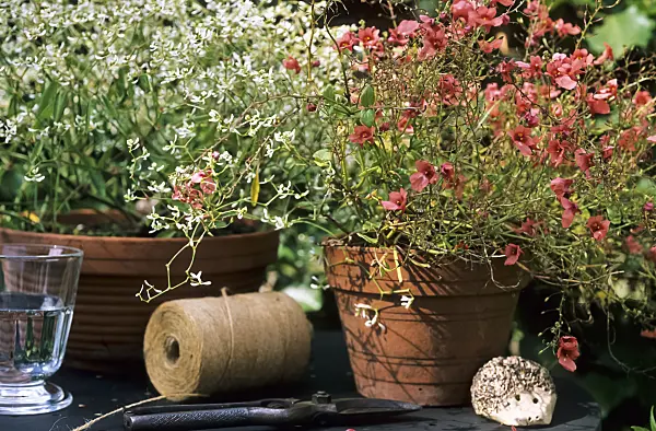 442075 - Spurge (Euphorbia) and Diascia