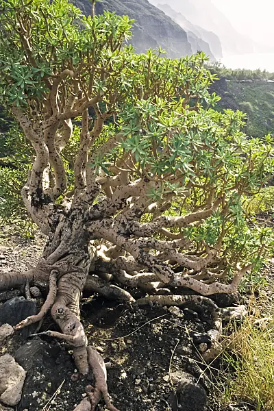 397078 - Spurge (Euphorbia balsamifera), Tamadaba Nature Reserve, Gran Canaria, Spain