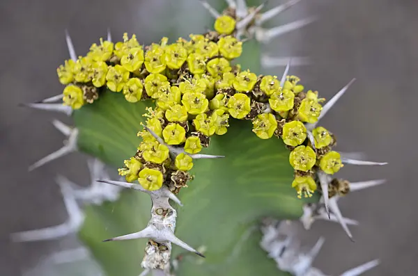 564173 - Spurge (Euphorbia cactus)
