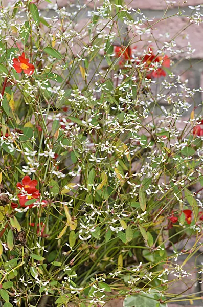 525325 - Spurge (Euphorbia hypericifolia 'Diamond Frost')