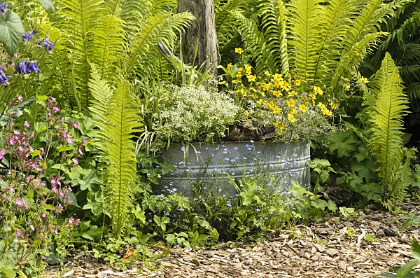 496397 - Spurge (Euphorbia hypericifolia 'Diamond Frost') and beggarticks (Bidens) in a tin trough