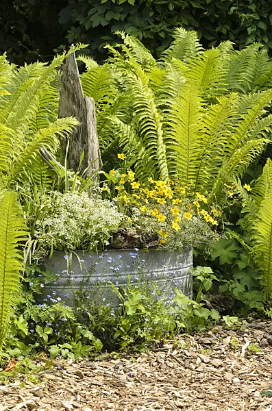 496398 - Spurge (Euphorbia hypericifolia 'Diamond Frost') and beggarticks (Bidens) in a tin trough