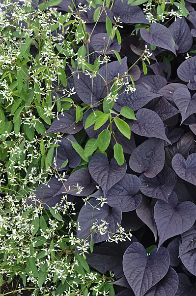 487223 - Spurge (Euphorbia hypericifolia 'Diamond Frost') and sweet potato (Ipomoea batatas 'Black Heart')