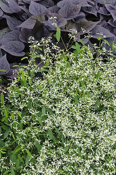 487225 - Spurge (Euphorbia hypericifolia 'Diamond Frost') and sweet potato (Ipomoea batatas 'Black Heart')