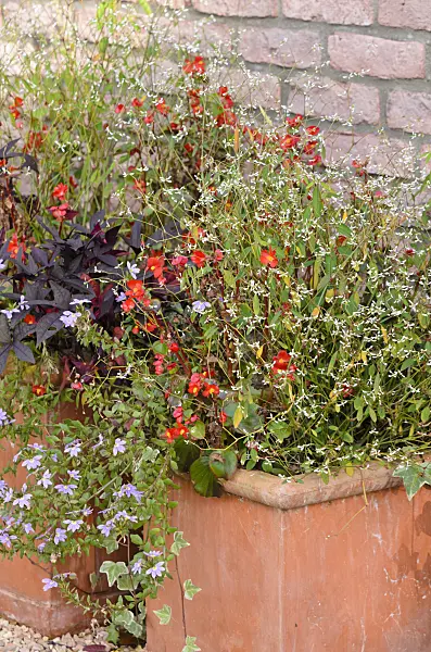 525324 - Spurge (Euphorbia hypericifolia 'Diamond Frost'), begonia (Begonia semperflorens) and fairy fan-flower (Scaevola aemula)