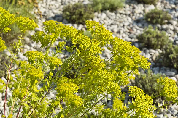 511004 - Spurge (Euphorbia) in a sunny gravel garden