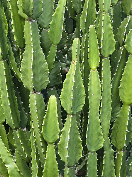 455064 - Spurge (Euphorbia kamerunica)