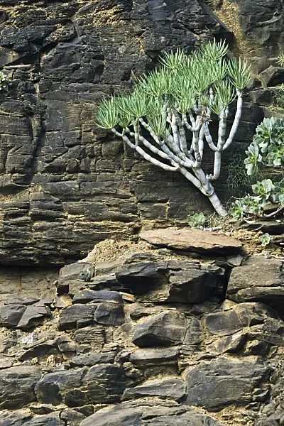 397105 - Spurge (Euphorbia), Pilancones Nature Reserve, Gran Canaria, Spain
