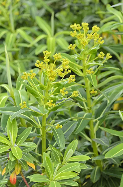 533459 - Spurge (Euphorbia stygiana)