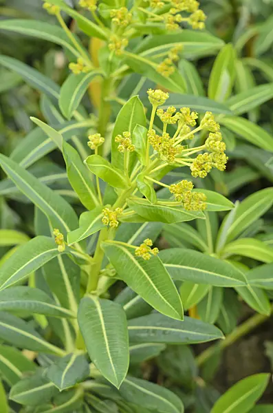 533460 - Spurge (Euphorbia stygiana)