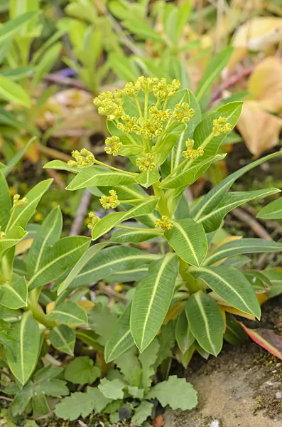 533461 - Spurge (Euphorbia stygiana)