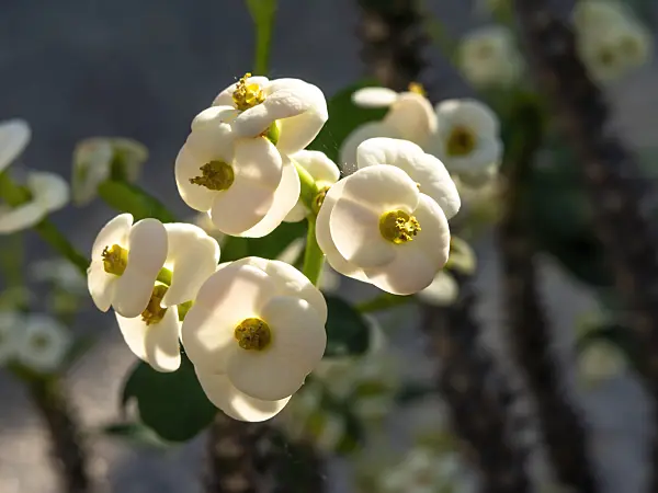460142 - Spurge (Euphorbia x lomii 'Bianca')