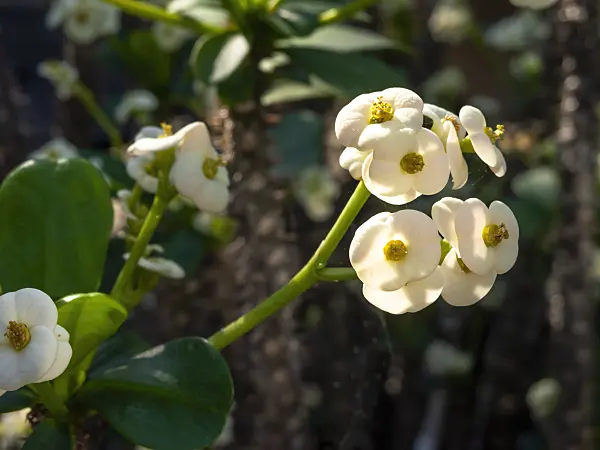 460143 - Spurge (Euphorbia x lomii 'Bianca')