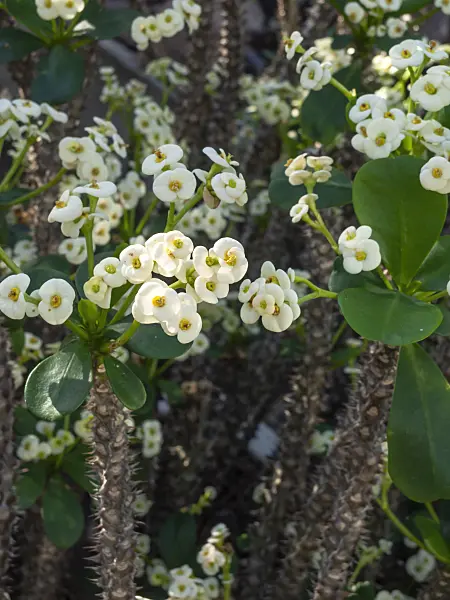 460144 - Spurge (Euphorbia x lomii 'Bianca')