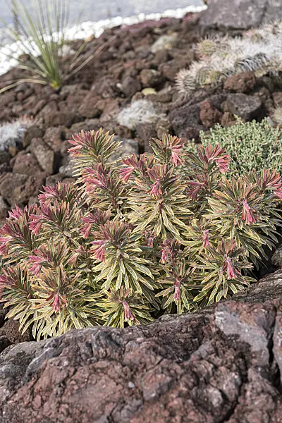 616389 - Spurge (Euphorbia x martinii 'Ascot Rainbow')