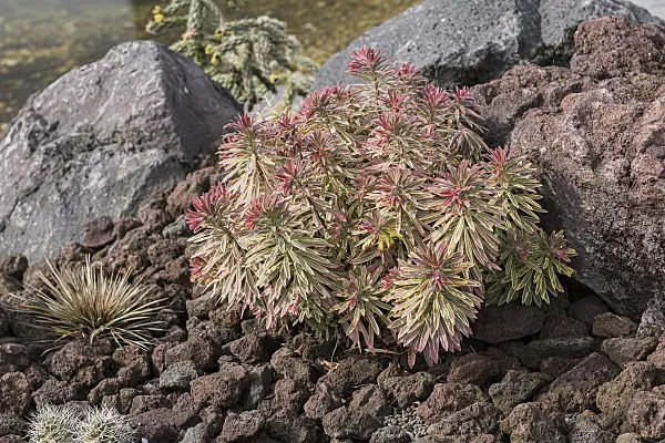 616390 - Spurge (Euphorbia x martinii 'Ascot Rainbow')