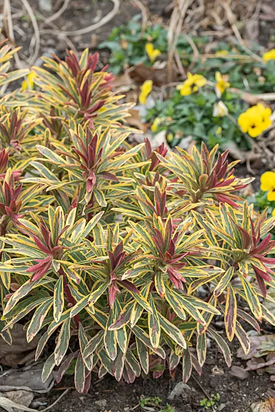 664144 - Spurge (Euphorbia x martinii 'Ascot Rainbow')