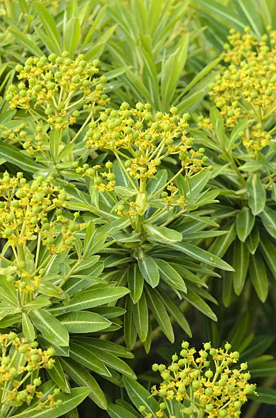533424 - Spurge (Euphorbia x pasteurii)