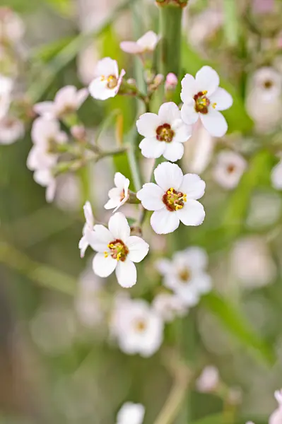 471083 - Spurge (Euphorbia xanti)